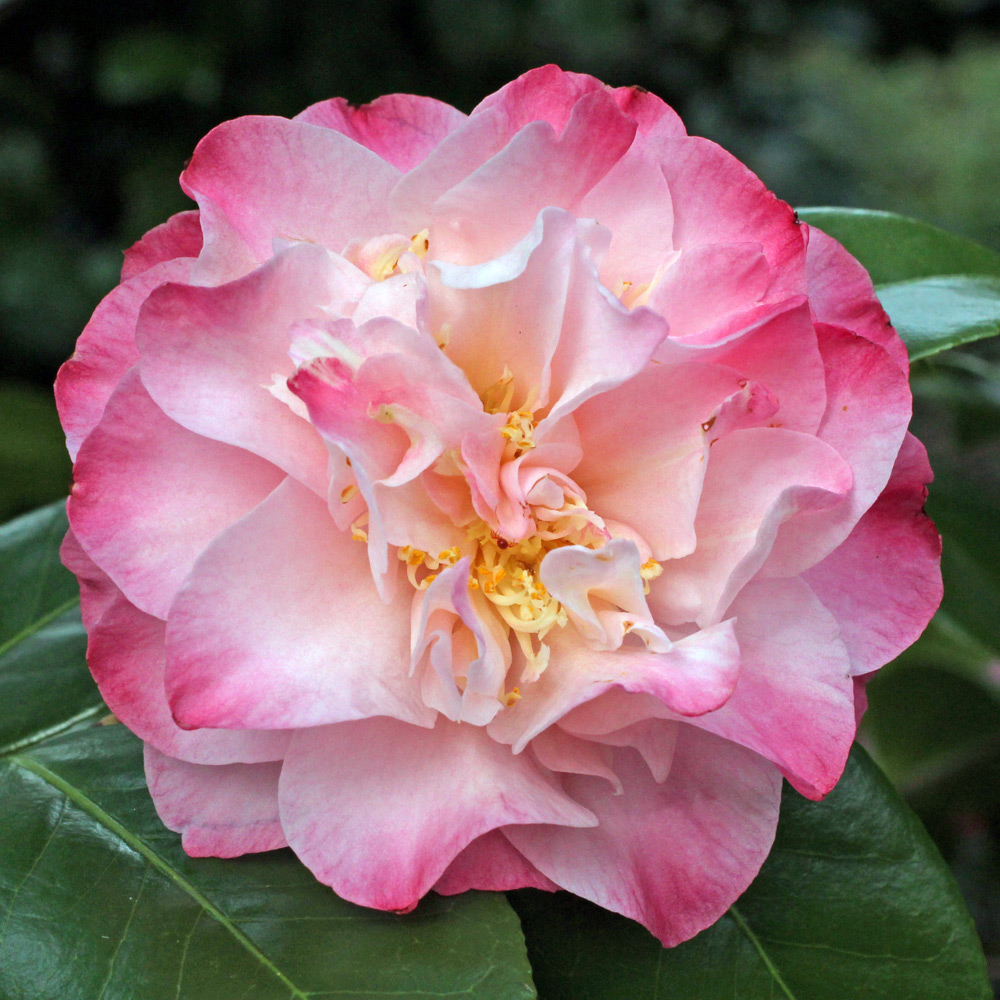 Camellia japonica 'Nuccio's Jewel'