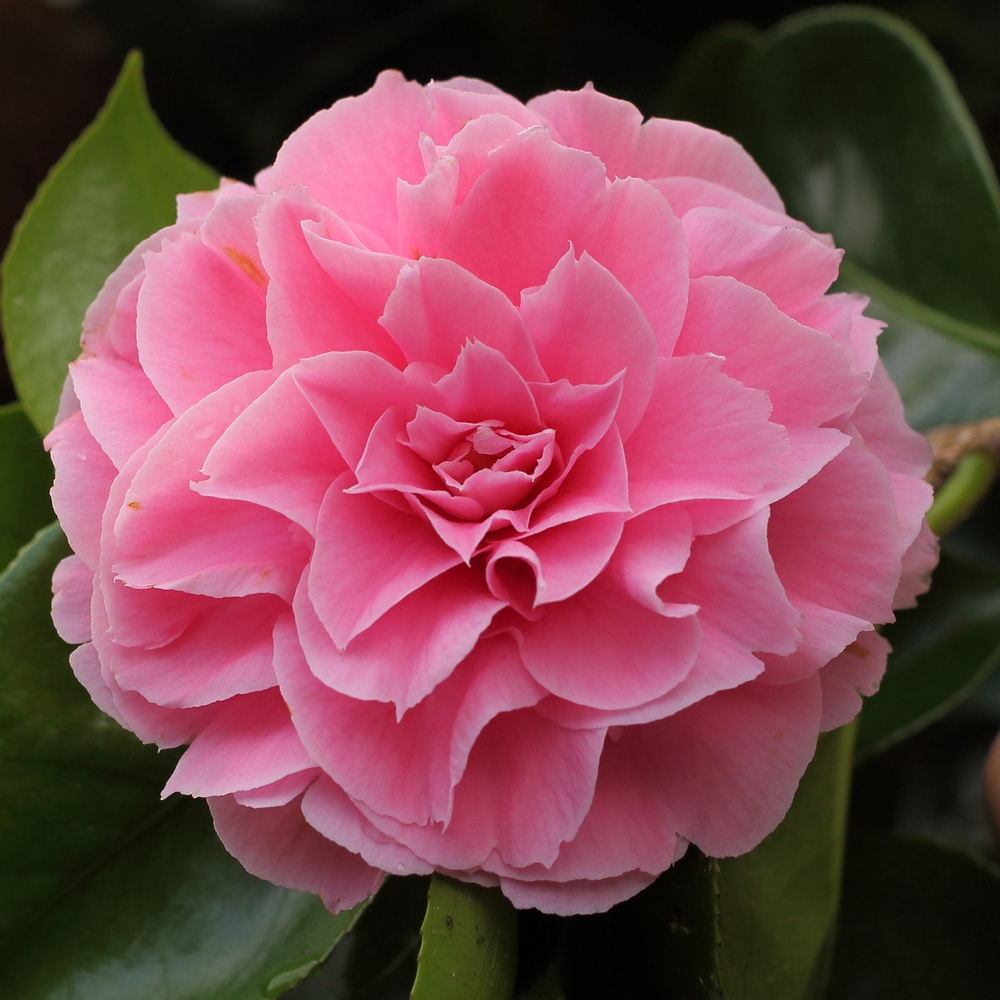 Camellia japonica 'Pink Pagoda'