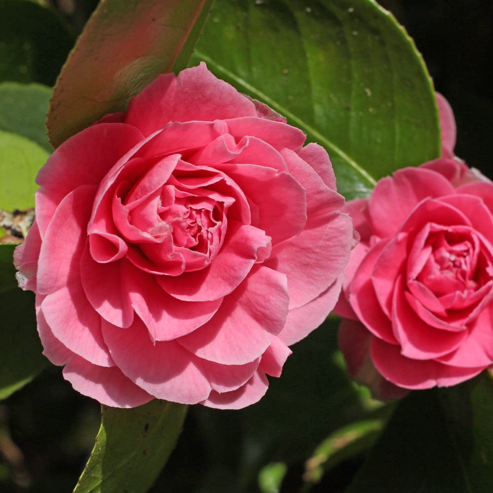 Camellia japonica 'Pink Pagoda'