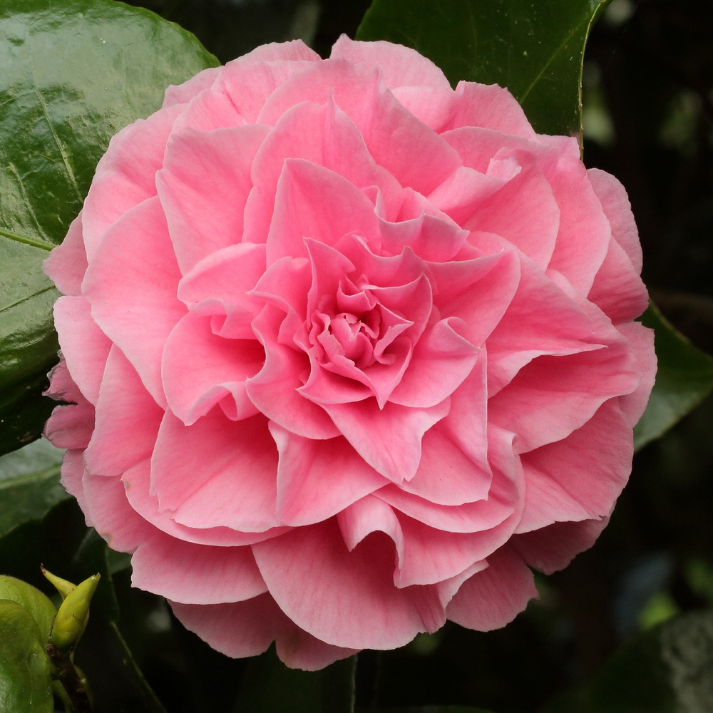 Camellia japonica 'Pink Pagoda'