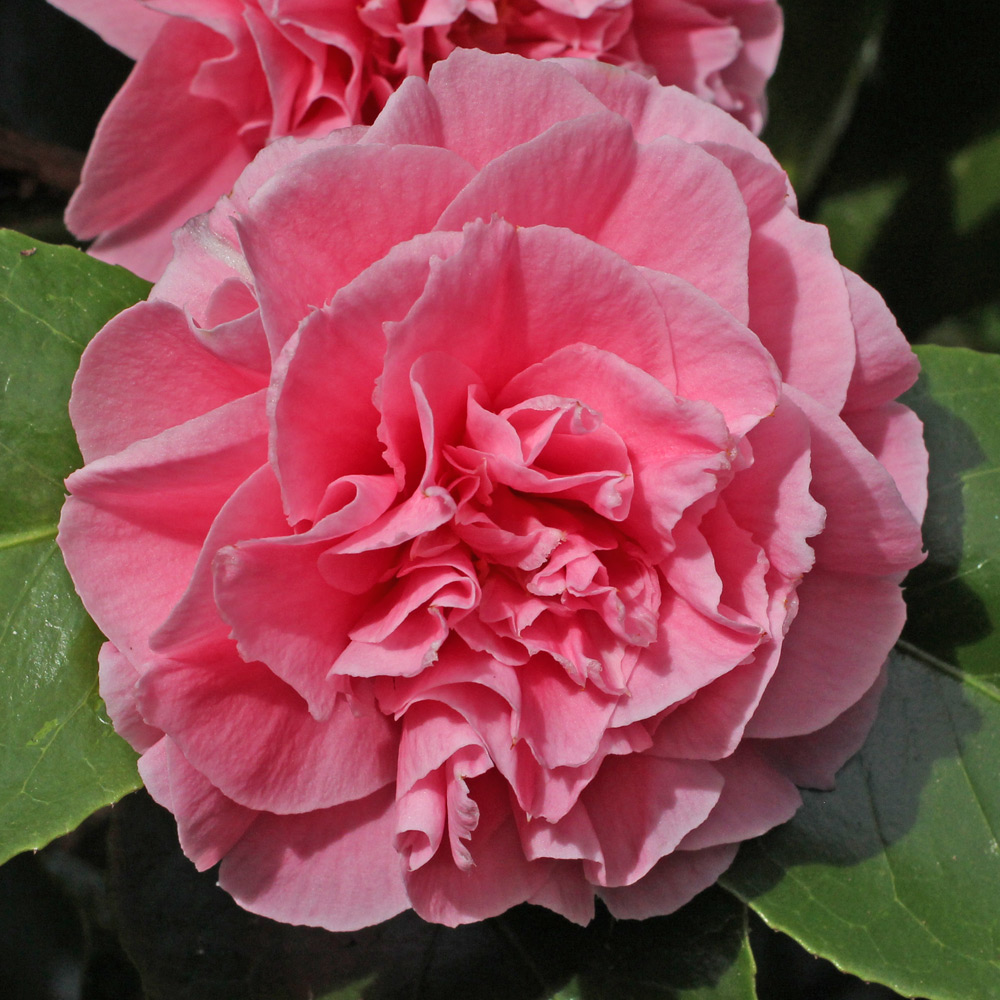 Camellia japonica 'Pink Pagoda'
