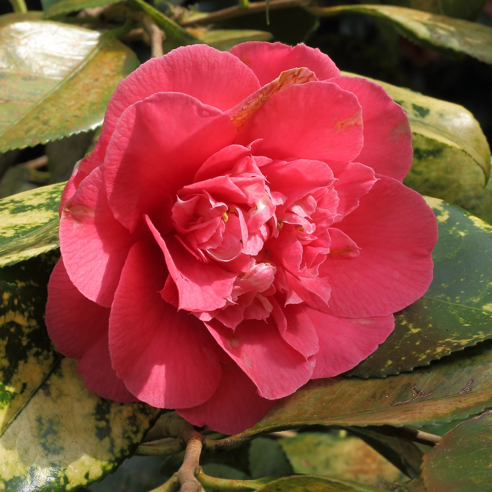 Camellia japonica 'R L Wheeler'