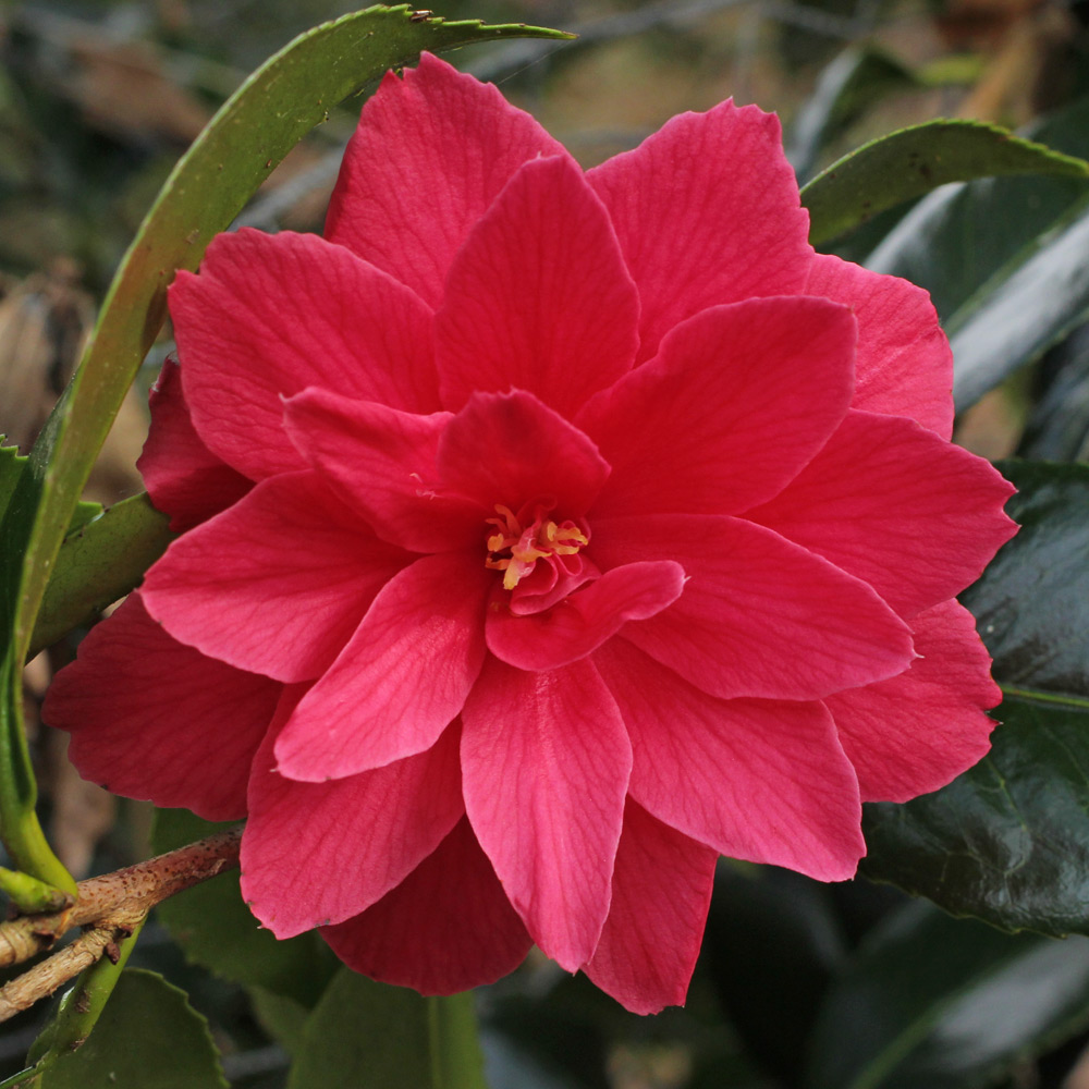 Camellia japonica 'Rainy Sun'