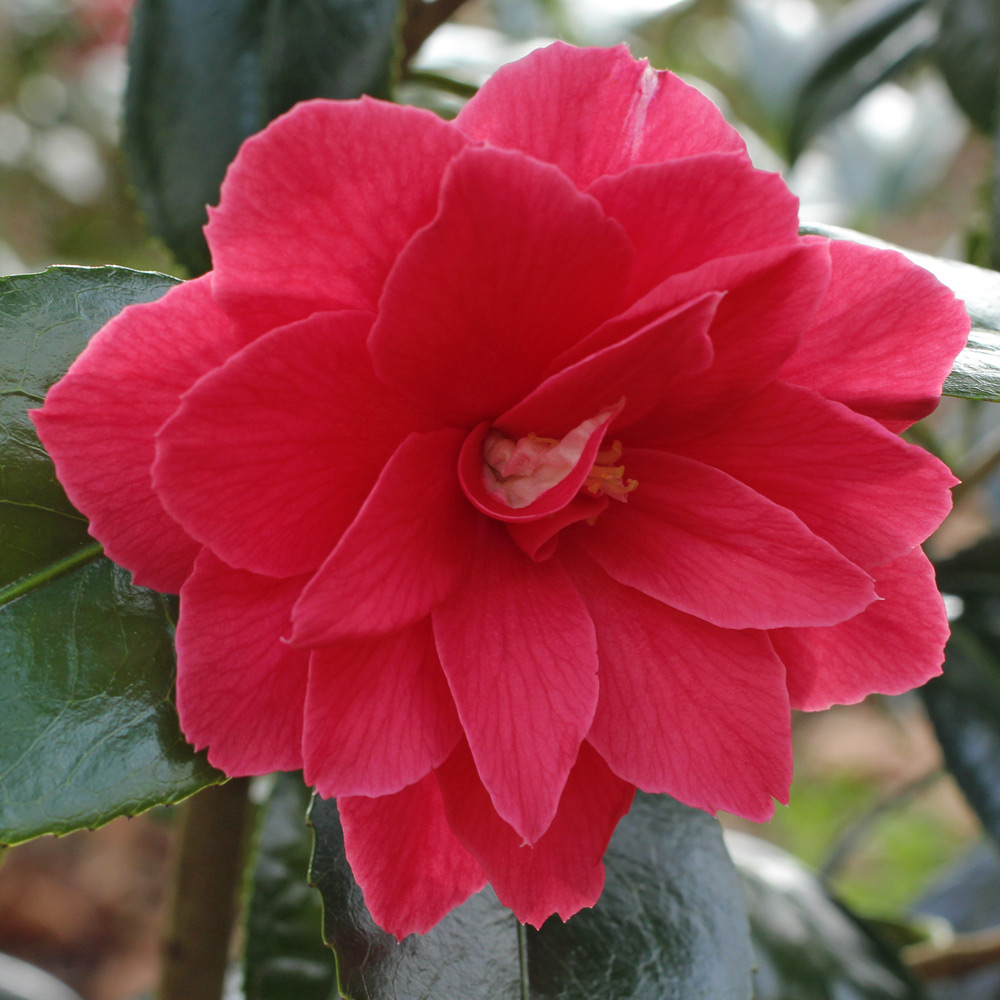 Camellia japonica 'Rainy Sun'
