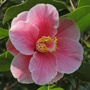 Camellia japonica 'Robert Strauss'
