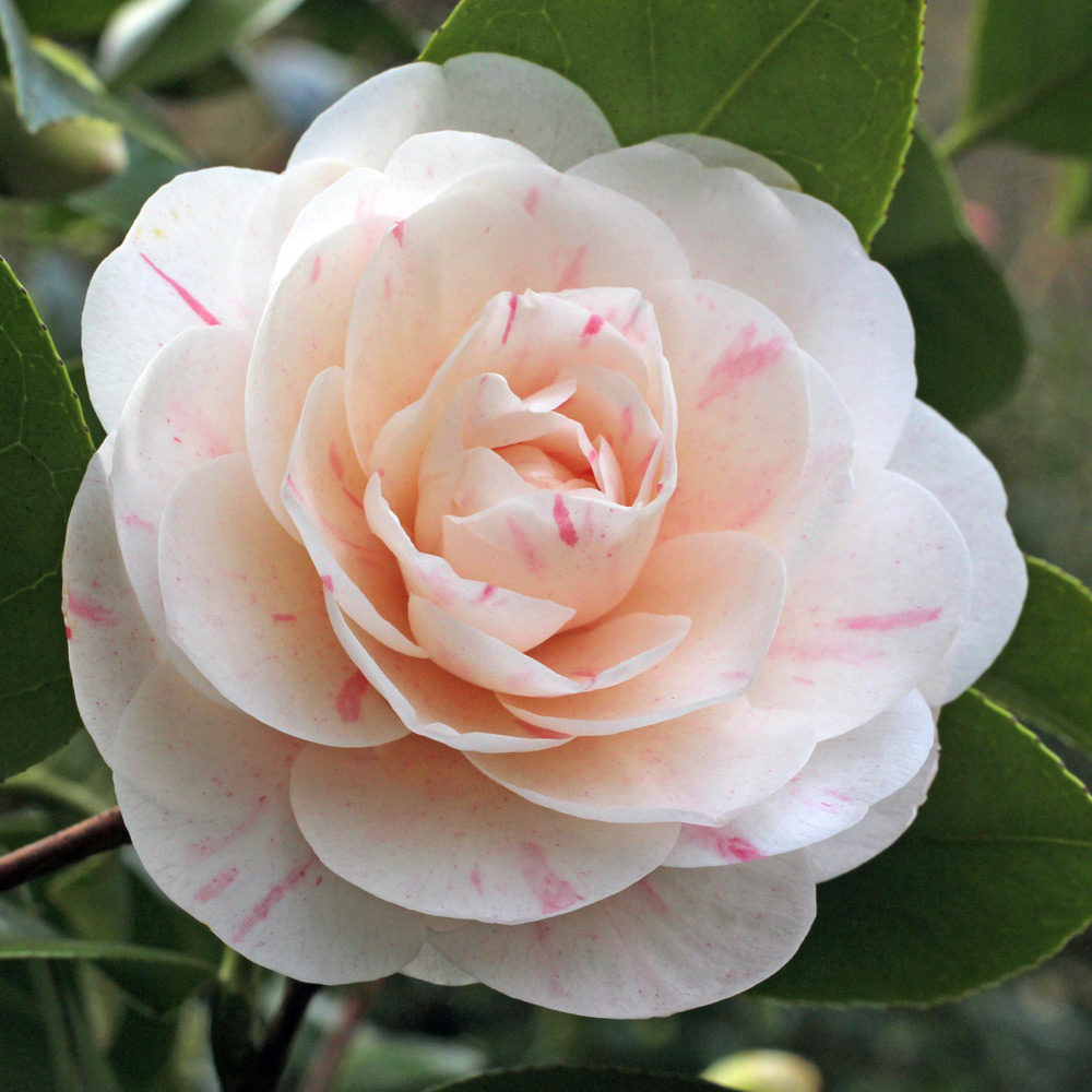 Camellia japonica 'Rosularis'