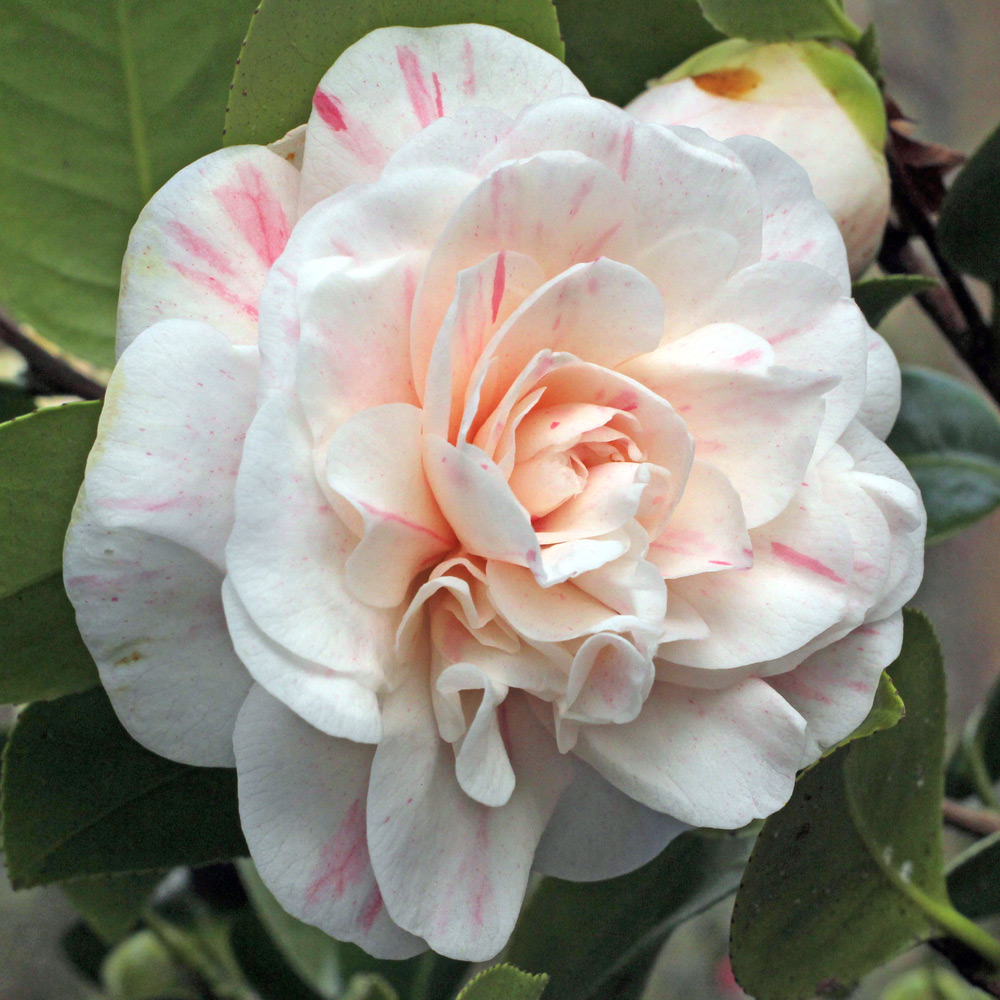 Camellia japonica 'Rosularis'