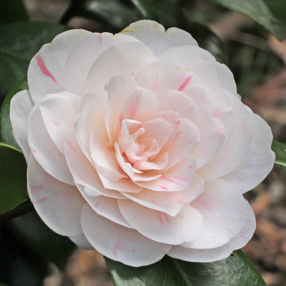 Camellia japonica 'Rosularis'