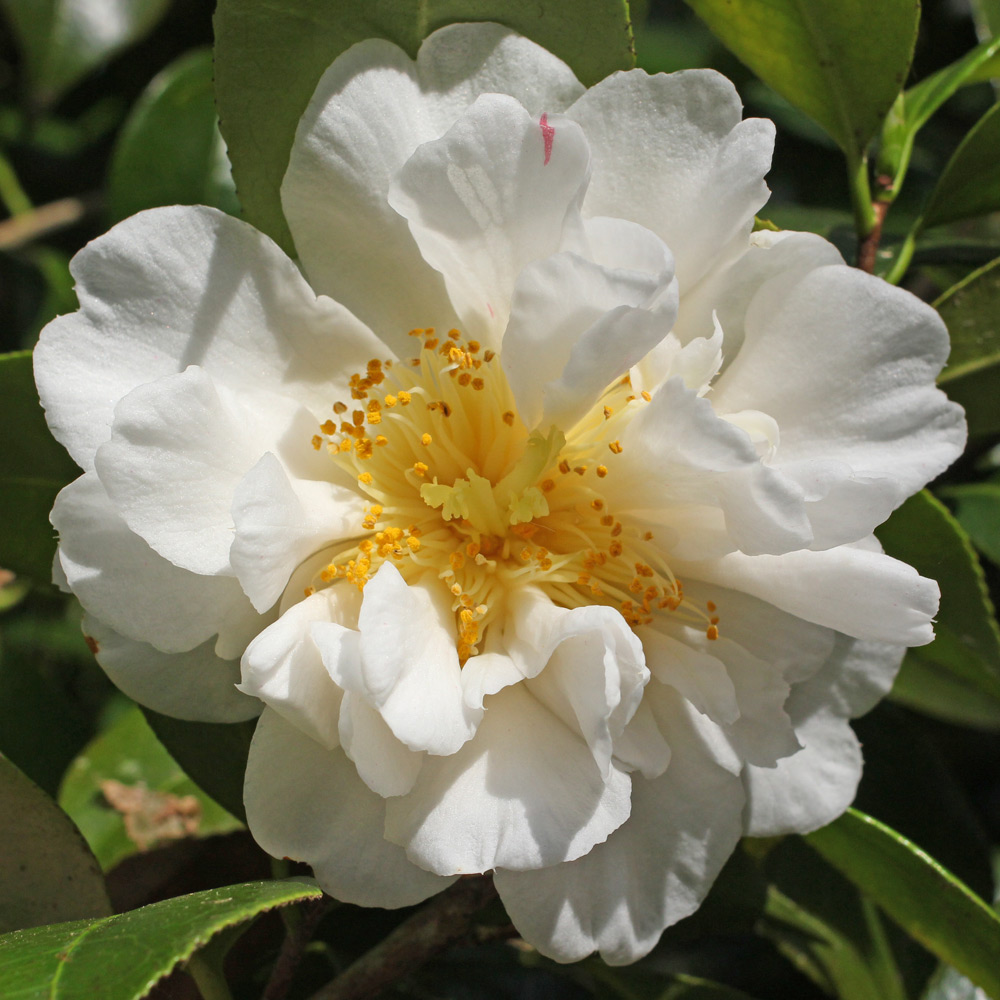 Camellia hybrid 'Scented Sun'