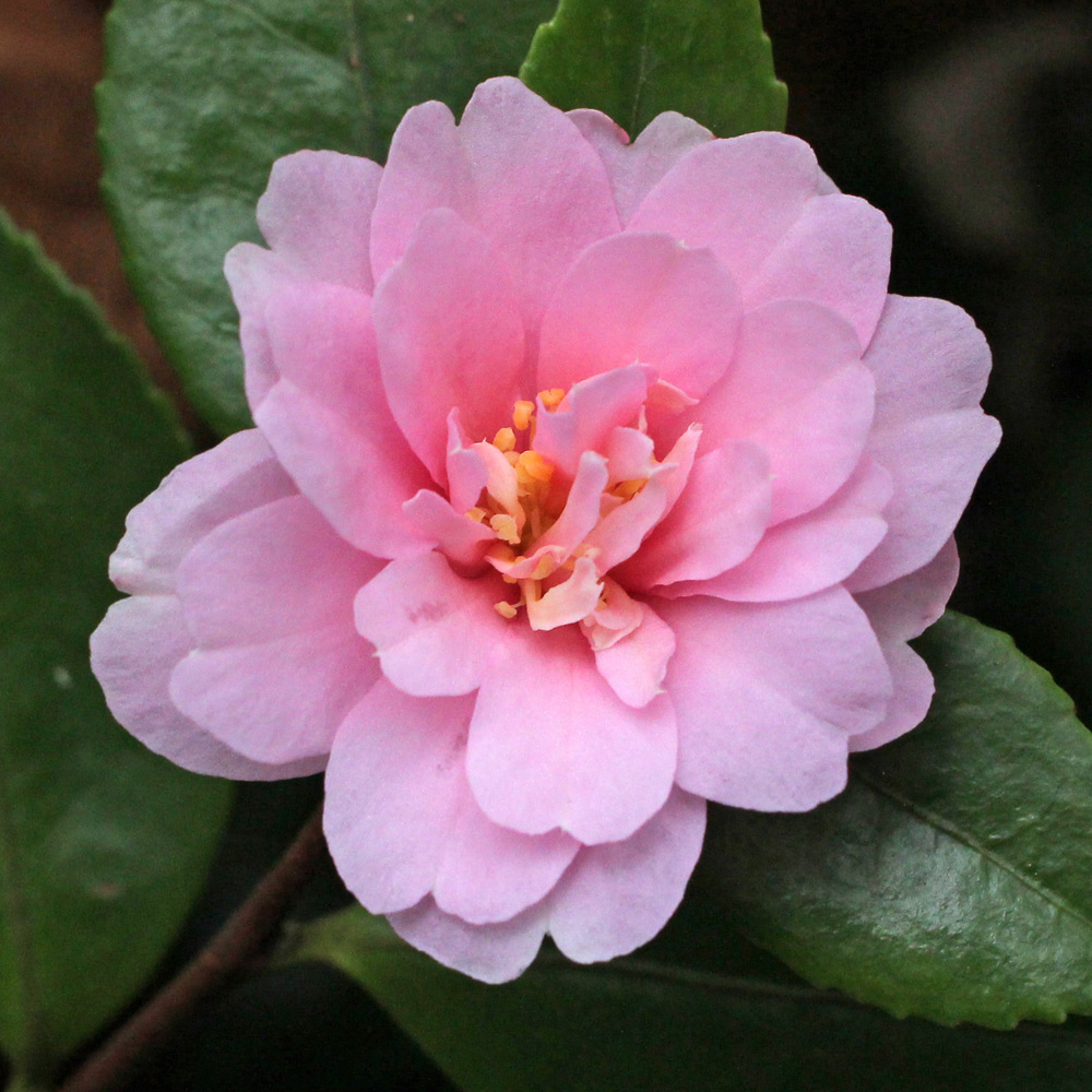 Camellia hiemalis 'Showa Supreme'