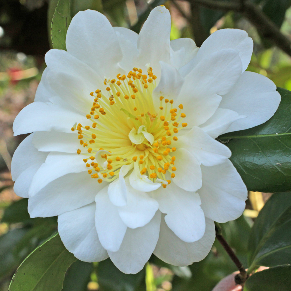 Camellia japonica 'Silver Ruffles'
