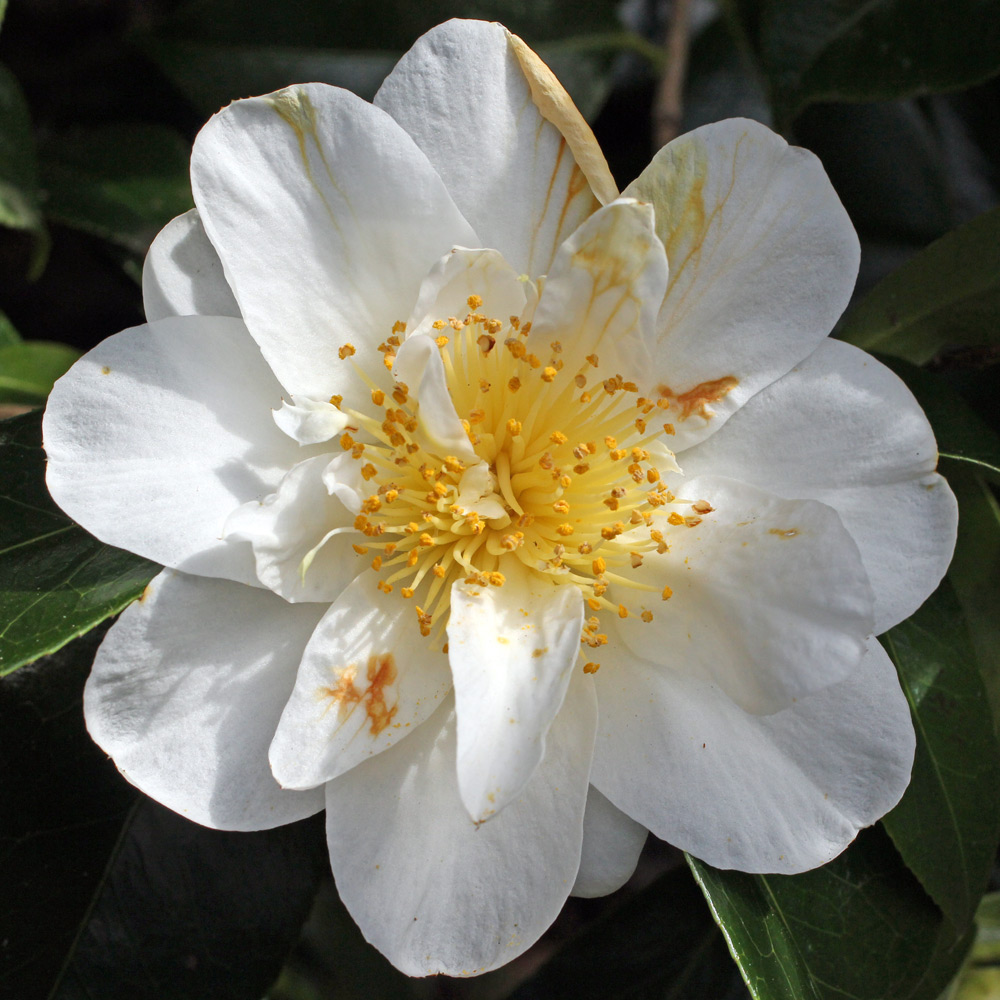 Camellia japonica 'Silver Triumph'