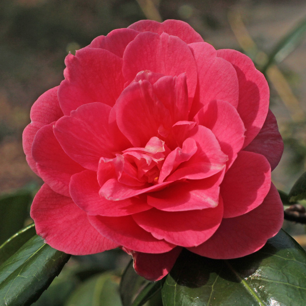 Camellia japonica 'Tickled Pink'