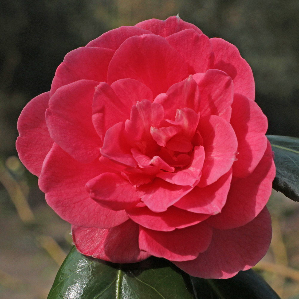 Camellia japonica 'Tickled Pink'