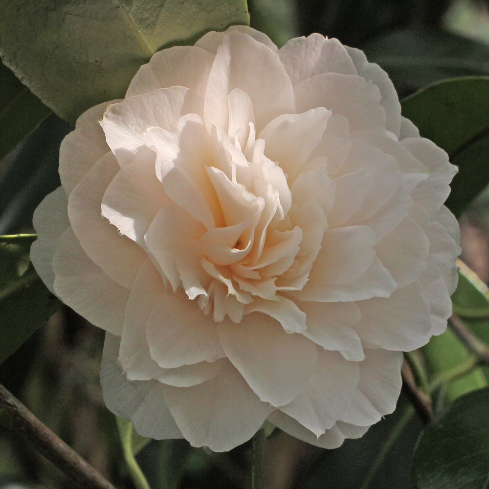 Camellia japonica 'Virgin's Blush'