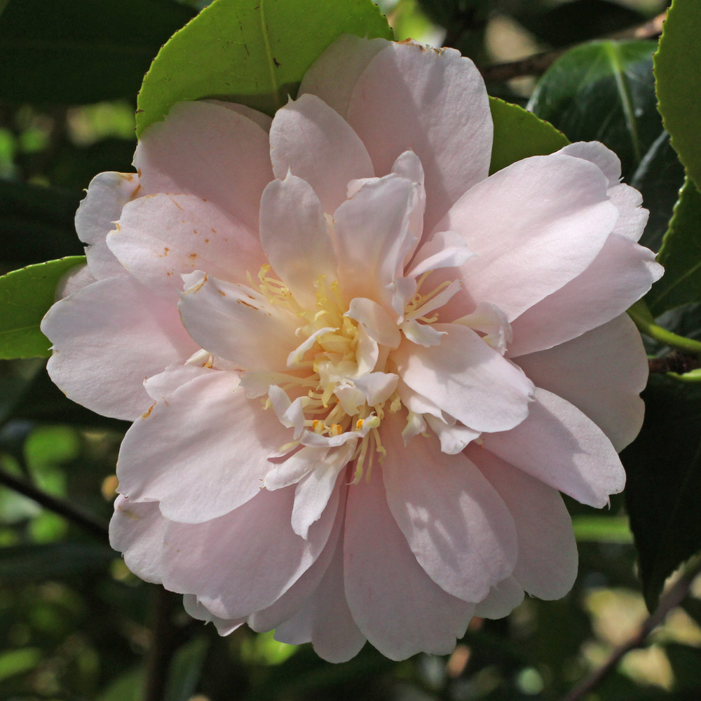Camellia japonica 'Virginia Robinson'