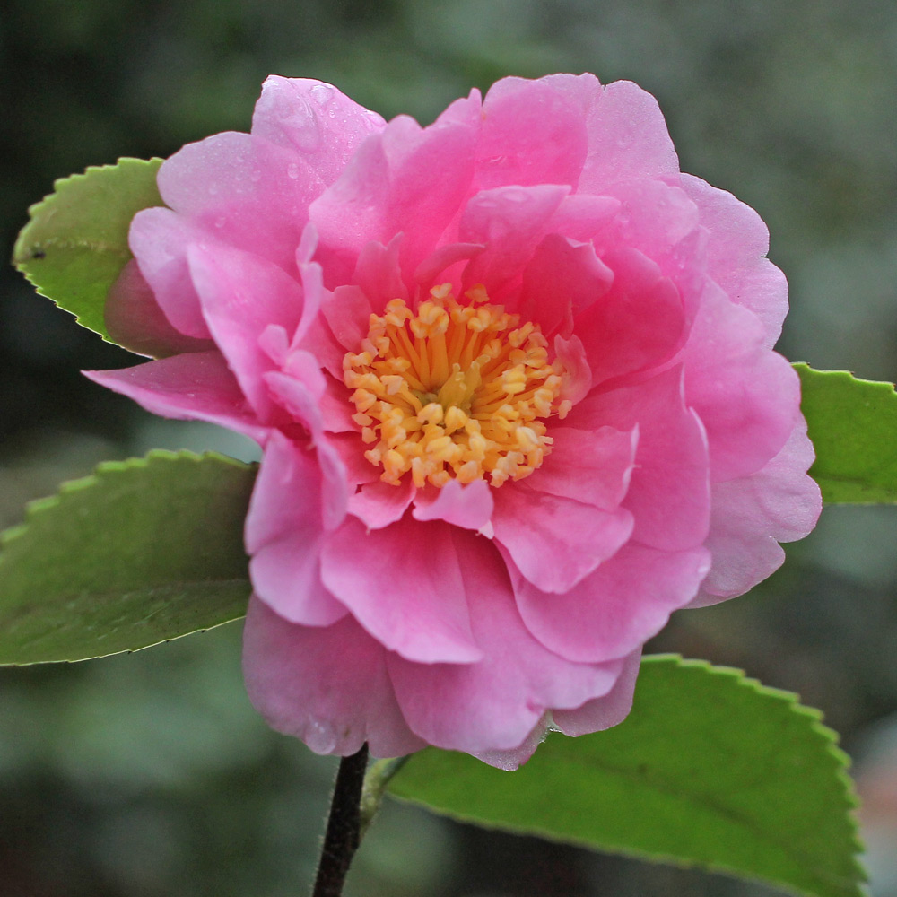 Camellia hybrid 'Winter's Joy'