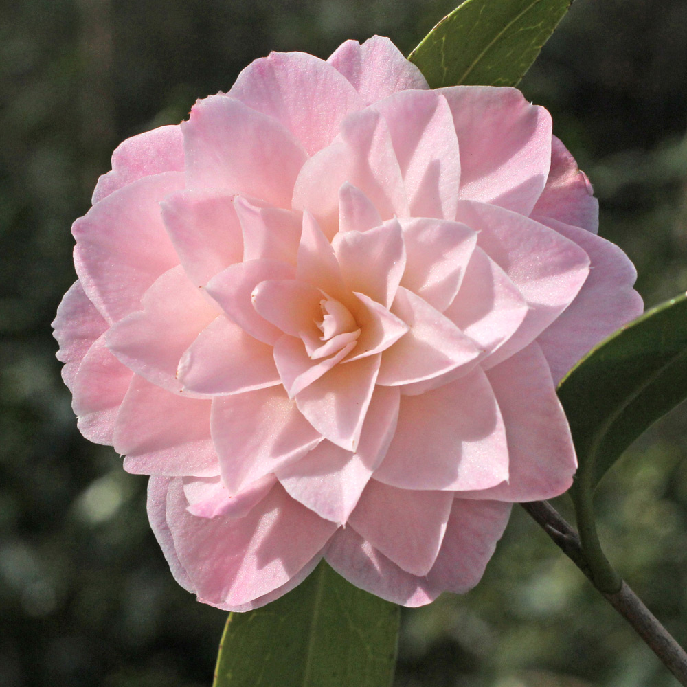 Camellia hybrid 'Dorothy James'