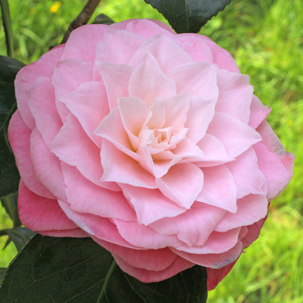 Camellia japonica 'Berenice Perfection'