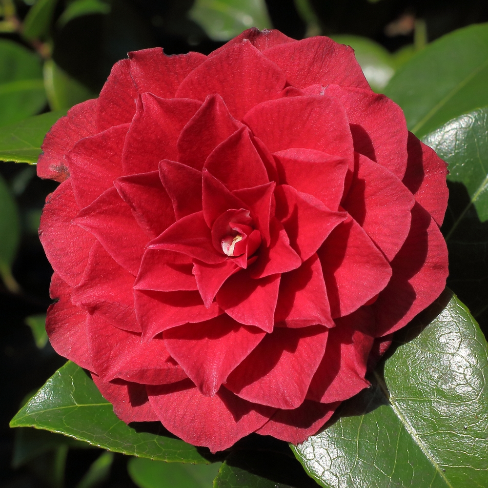 Camellia japonica 'Black Tie'