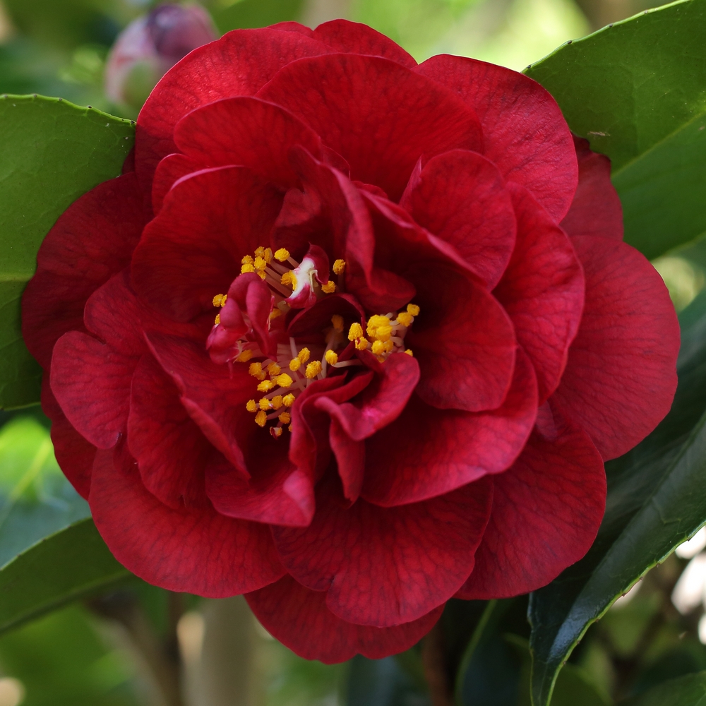 Camellia japonica 'Bob Hope'