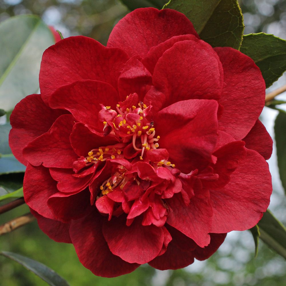 Camellia japonica 'Bob Hope'