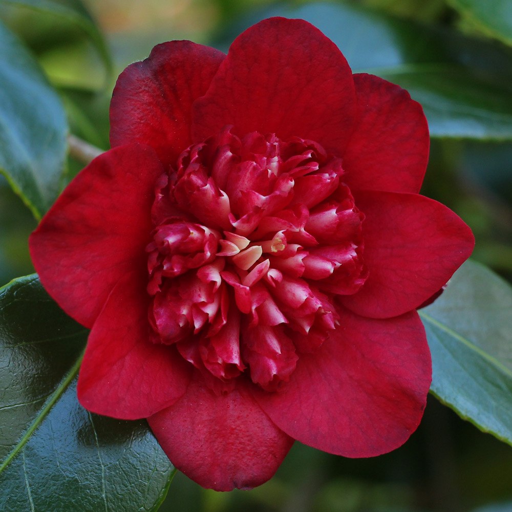Camellia japonica 'Bob's Tinsie'
