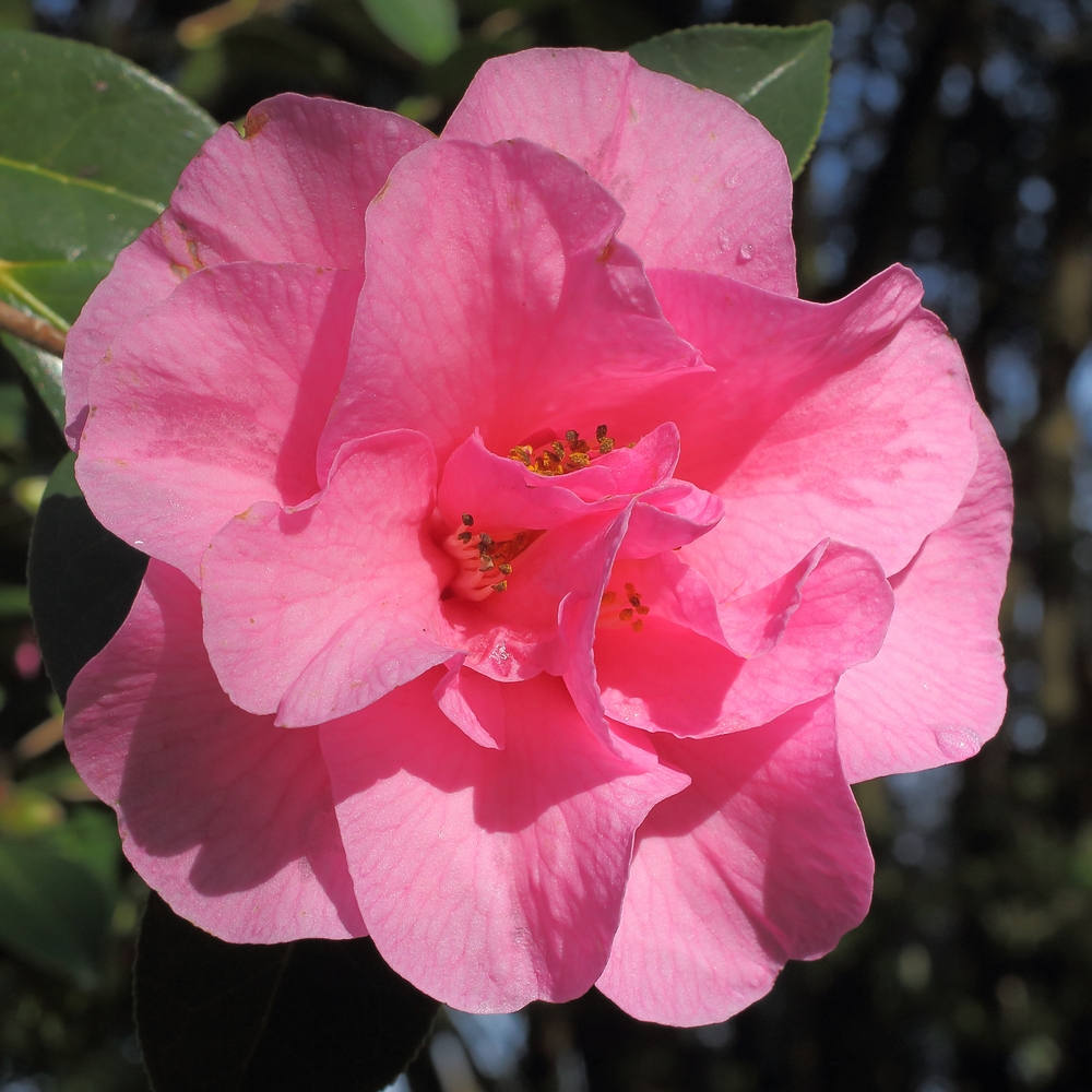 Camellia x williamsii 'Brigadoon'