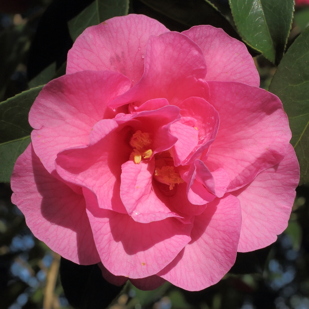 Camellia x williamsii 'Brigadoon'