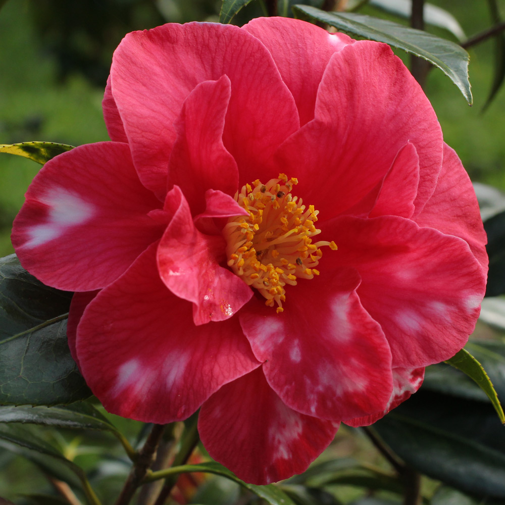 Camellia japonica 'Eleanor Martin' (1P-010)