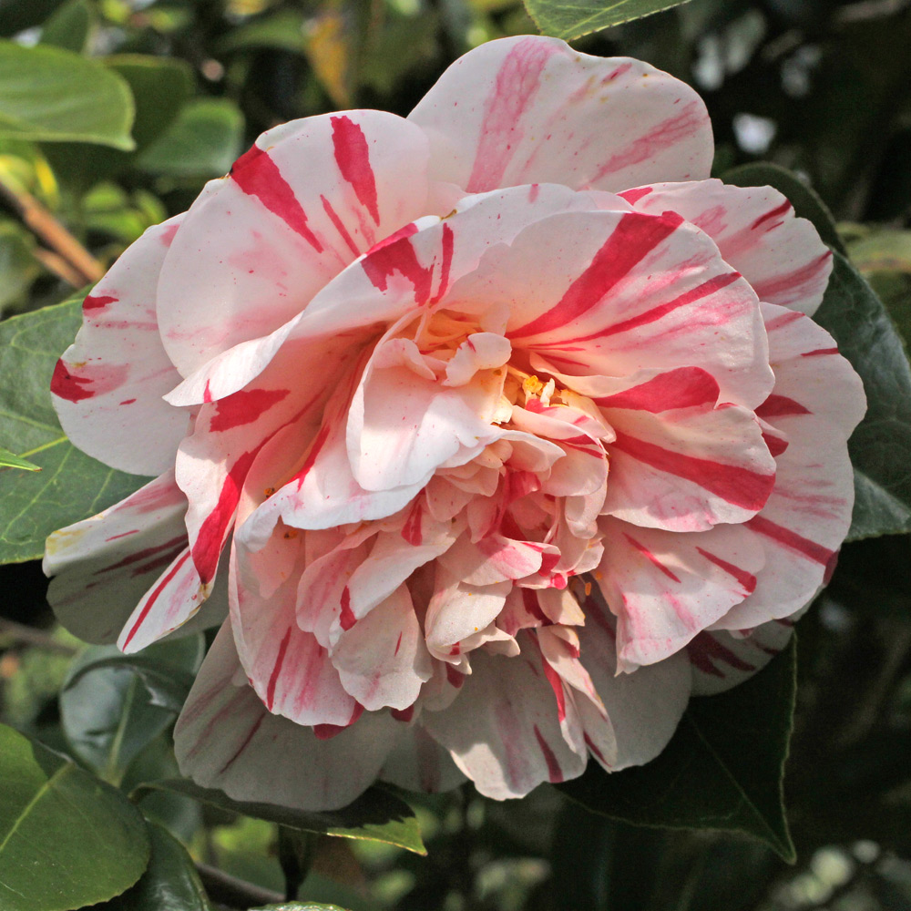 Camellia japonica 'Extravaganza'