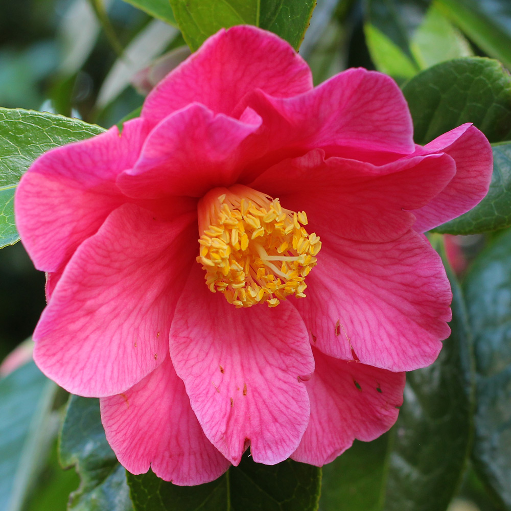 Camellia hybrid 'Interval' (1P-016)