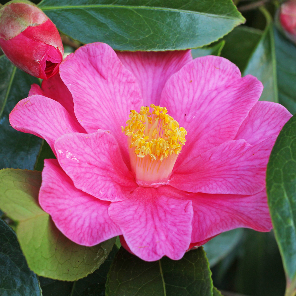 Camellia hybrid 'Interval'