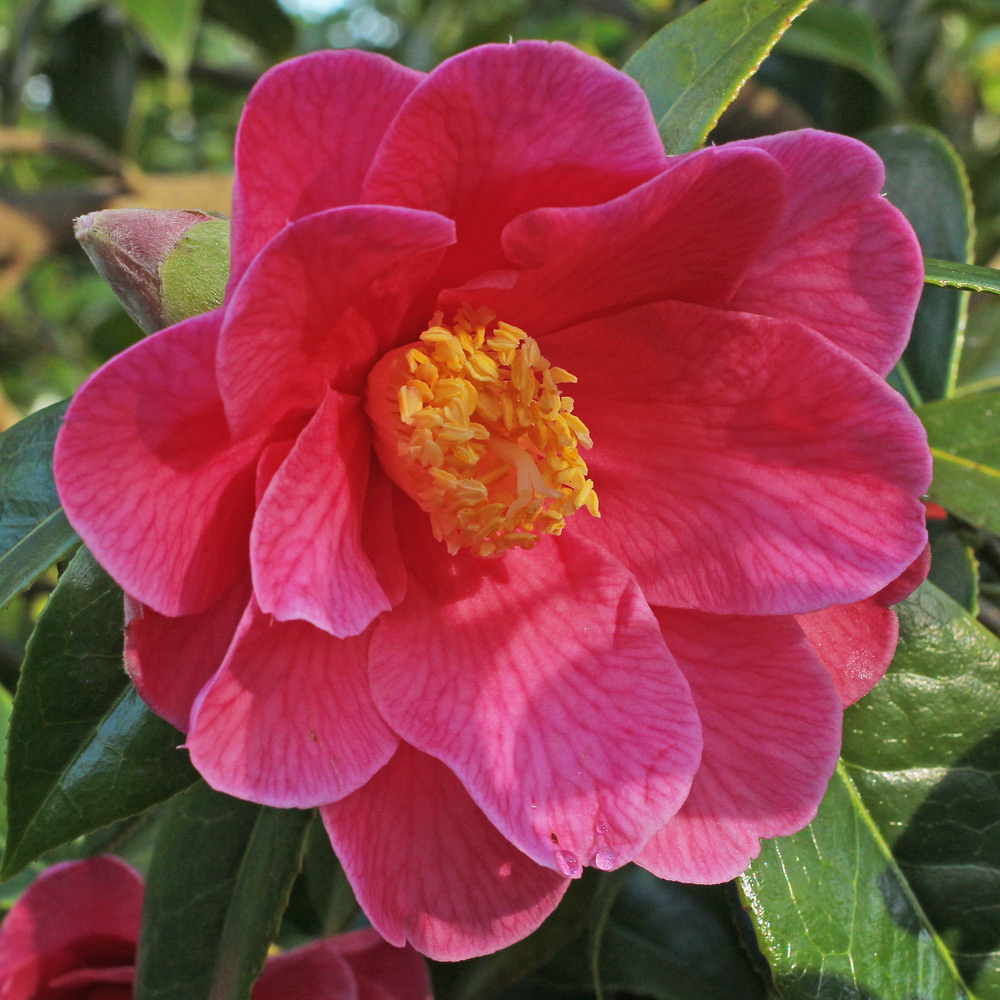 Camellia hybrid 'Interval'