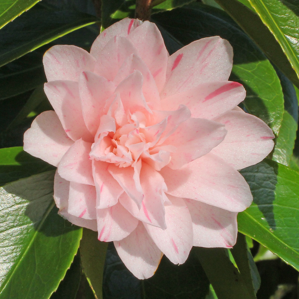 Camellia japonica 'Kick Off'