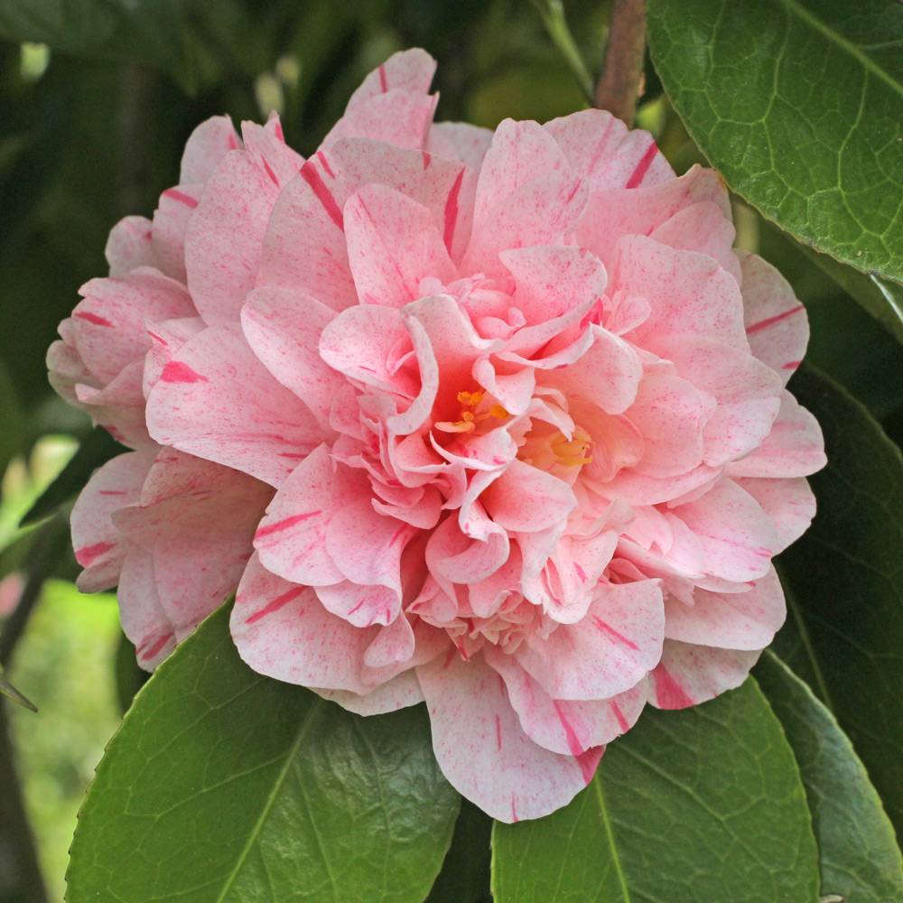 Camellia japonica 'Kick Off'