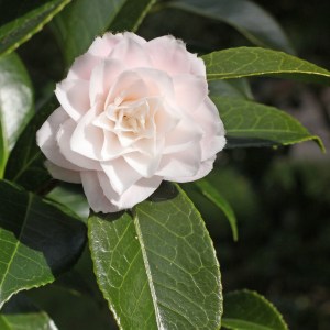 Camellia japonica 'Kitty'