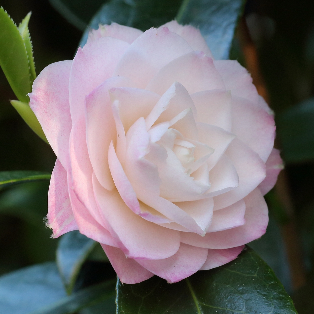 Camellia japonica 'Kitty'
