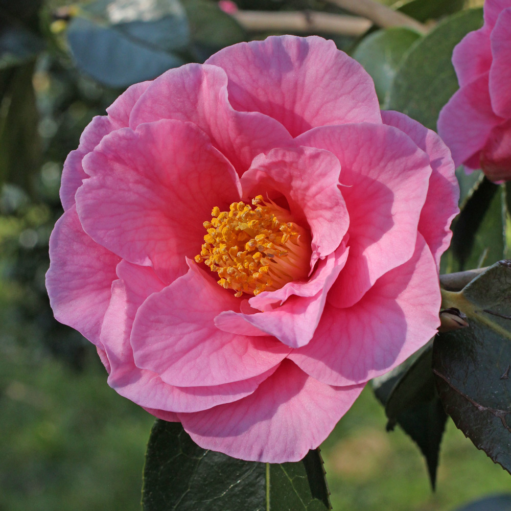 Camellia hybrid 'Lasca Beauty'