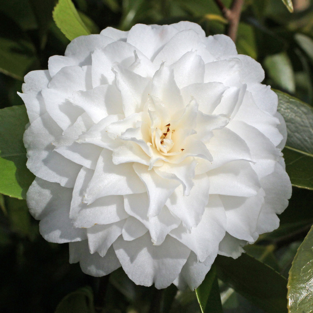 Camellia japonica 'Margaret Hertrich'