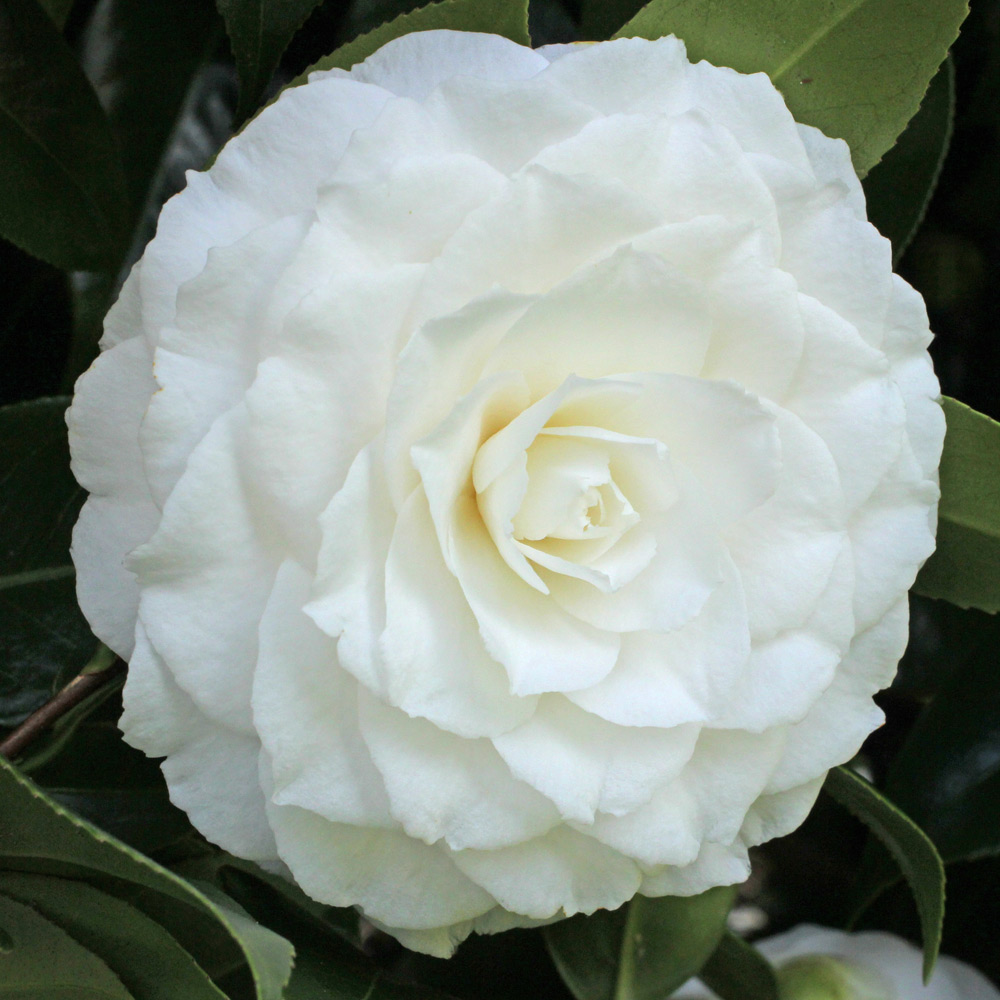 Camellia japonica 'Matterhorn'