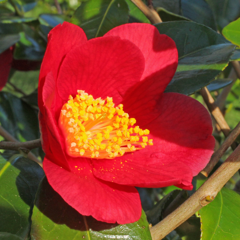 Camellia japonica 'Merry Christmas'