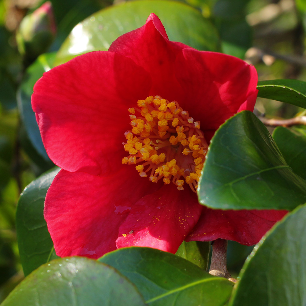 Camellia japonica 'Merry Christmas'