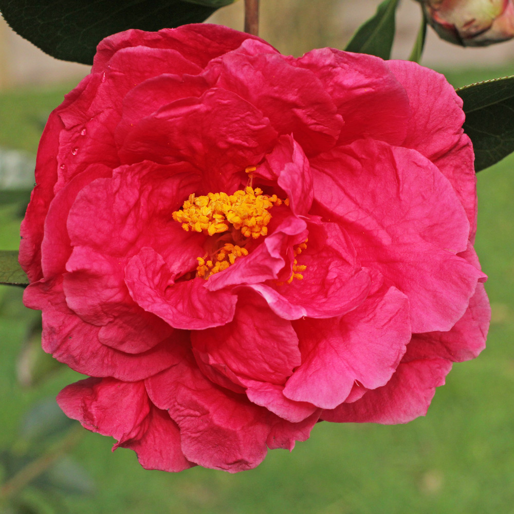 Camellia reticulata 'Ming Temple'