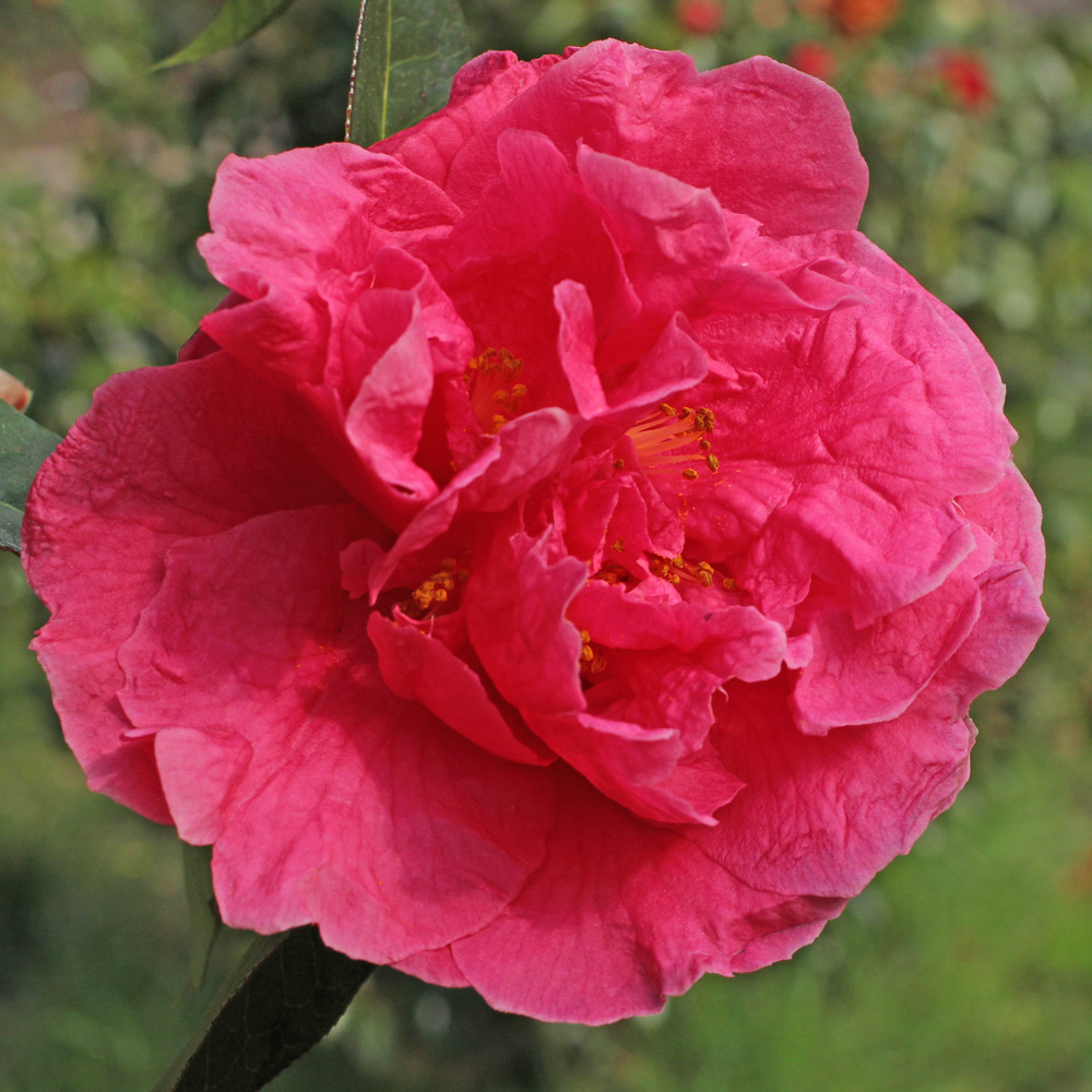 Camellia reticulata 'Ming Temple'