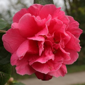 Camellia reticulata 'Ming Temple'