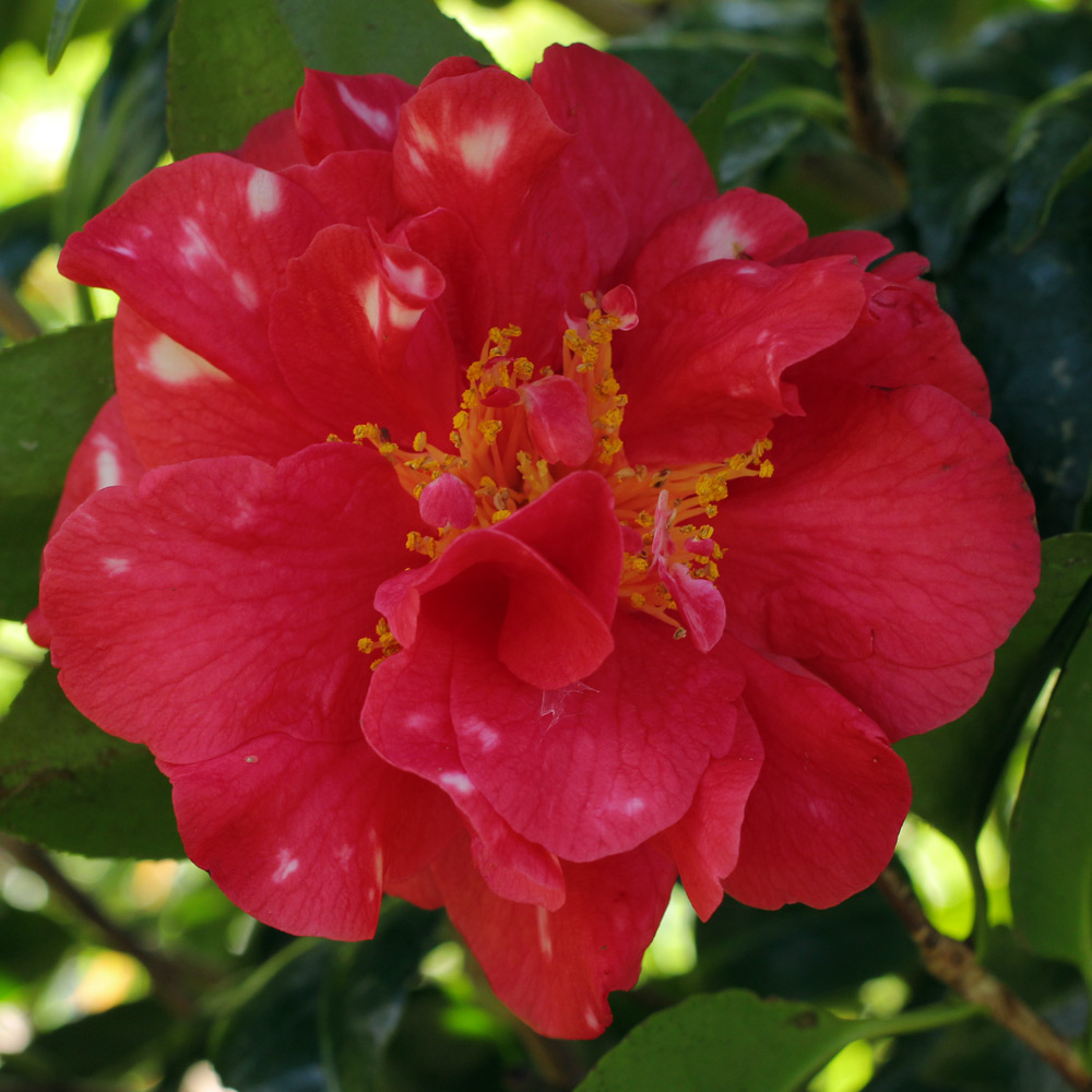 Camellia japonica 'Miss Charleston'