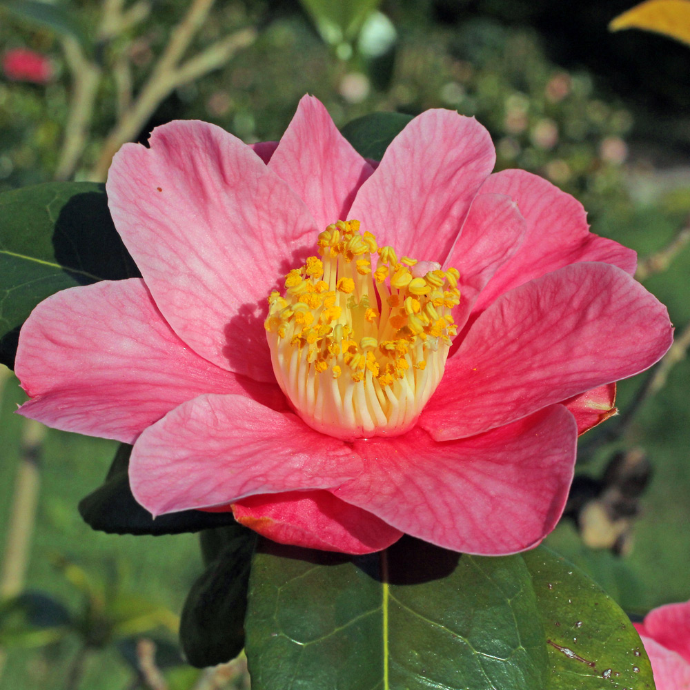 Camellia japonica 'Mrs Bertha A. Harms'
