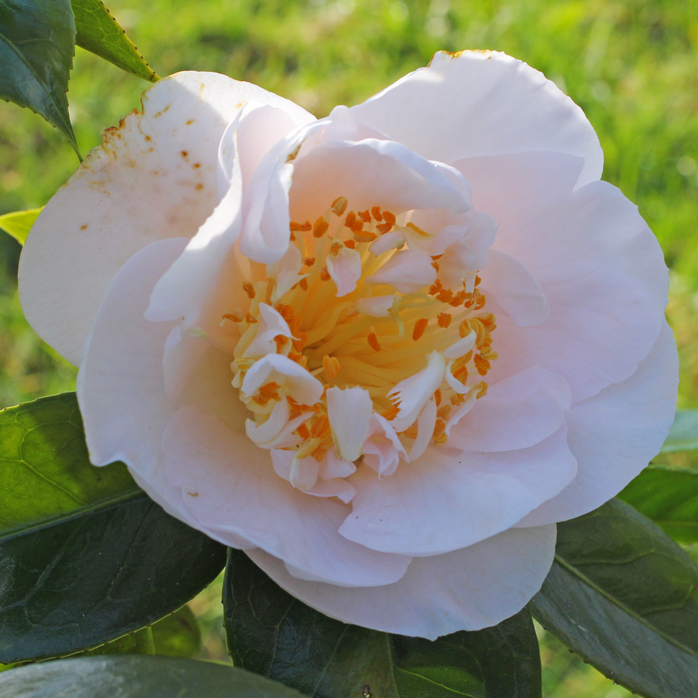 Camellia japonica 'Mrs D. W. Davis'