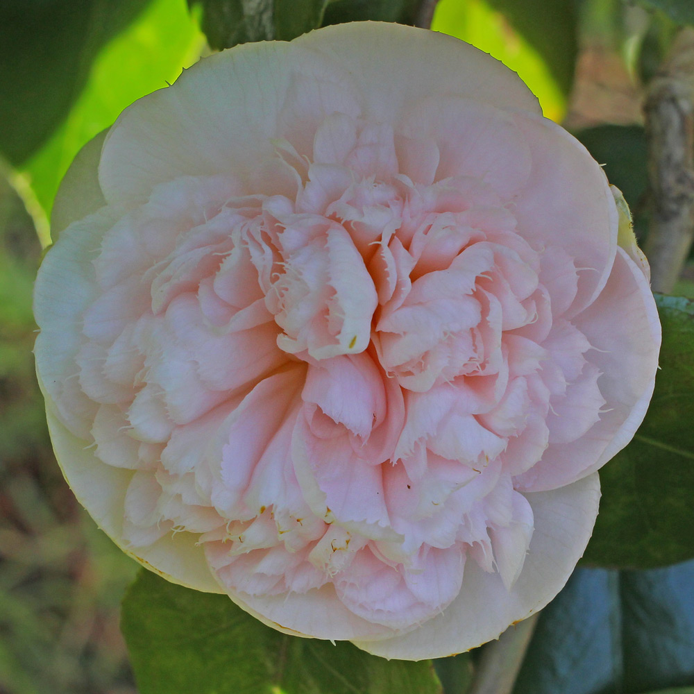 Camellia japonica 'Mrs D. W. Davis Descanso'
